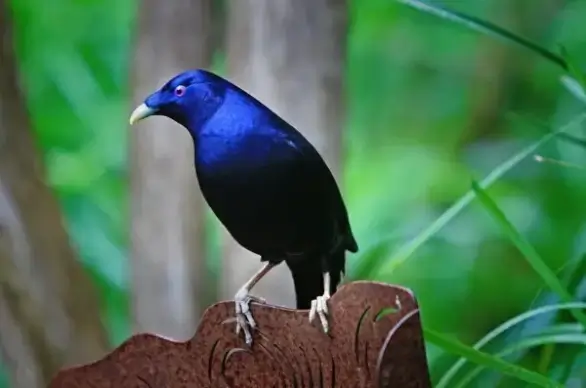 australia satin bower bird bird