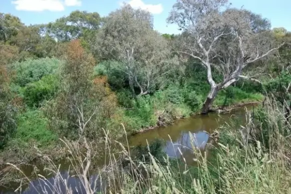 australian bush and creek
