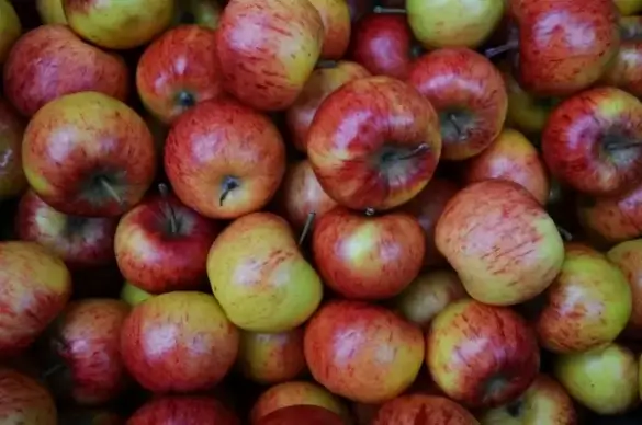 autumn apples