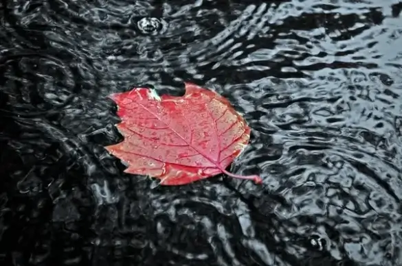 autumn background