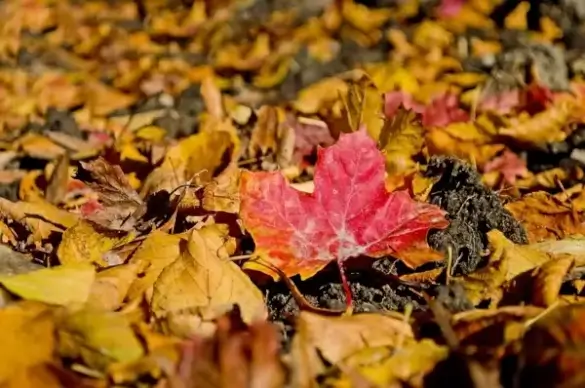 autumn background