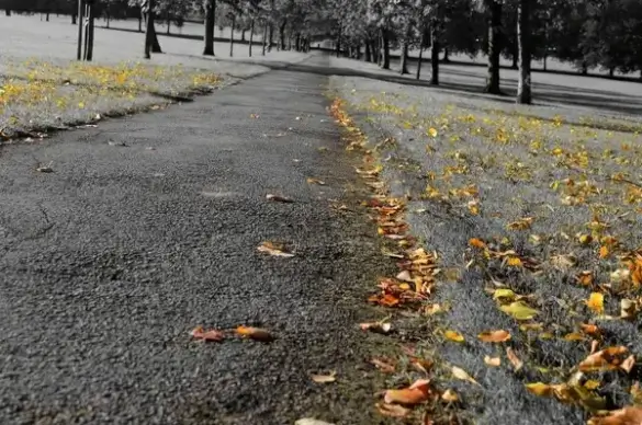autumn background