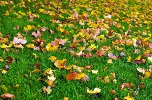 autumn background