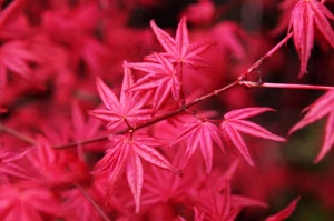 autumn background branch