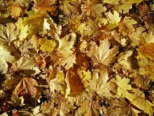 autumn background bright change color colour fall