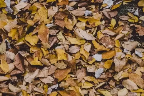 autumn background change closeup color detail fall