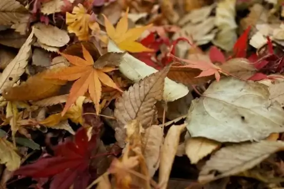 autumn background change color colour dry fall