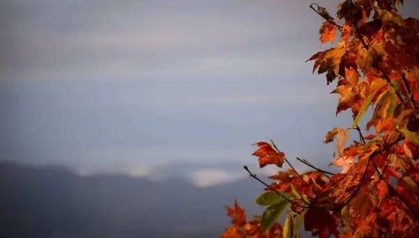 autumn background color fall flower lake landscape