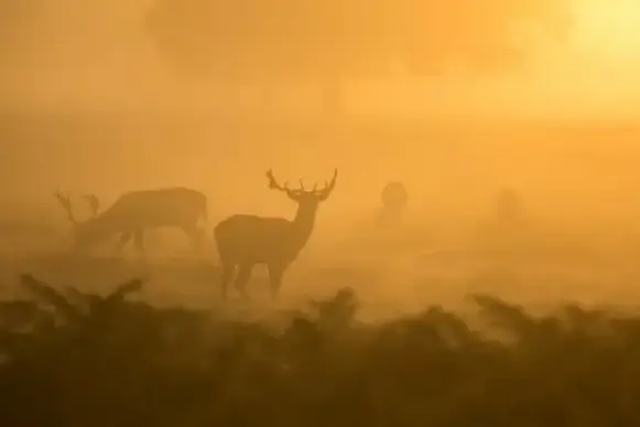 autumn backlit dawn evening fall fog haze light