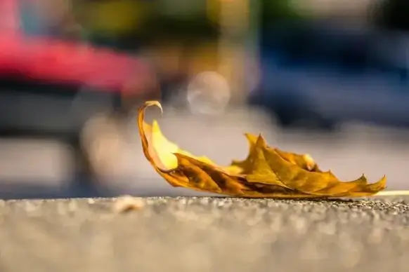autumn beach bright color colour dof fall flower