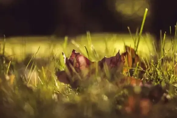 autumn blur color dew dof fall flora flower forest