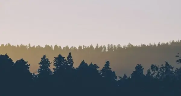 autumn british columbia dawn fall fog forest