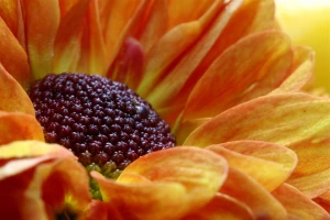 autumn color