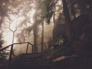 autumn conifer fall fog foggy forest haze landscape