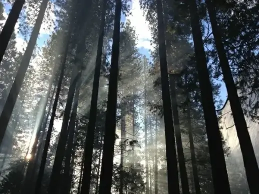 autumn conifer fall fog forest landscape mist