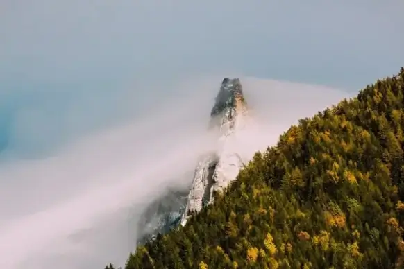 autumn daytime fall fog forest landscape light
