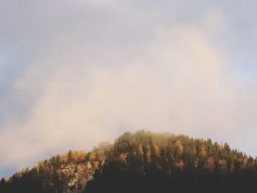 autumn evening fall fog forest landscape light mist