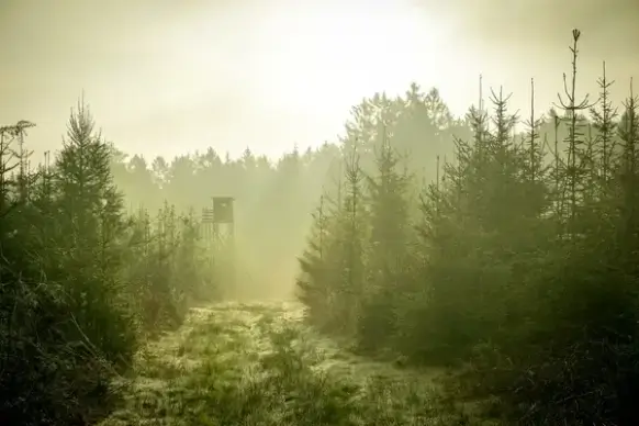 autumn fall fog forest haze landscape light mist
