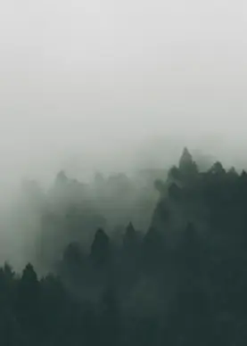 autumn fall fog forest haze landscape mist misty