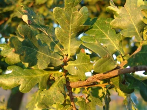 autumn forest oak