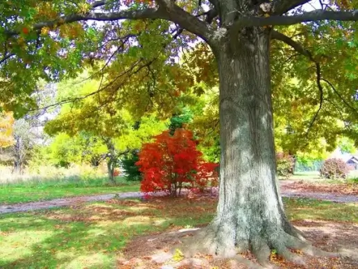 autumn in a park