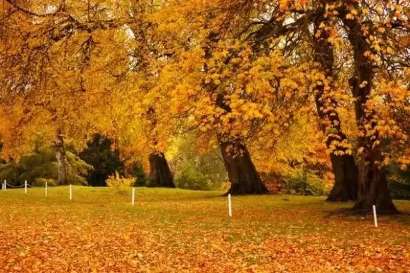 autumn in park