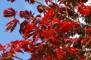 autumn japanese maple journal