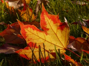 autumn journal leaves