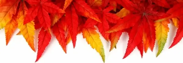autumn leaf frame