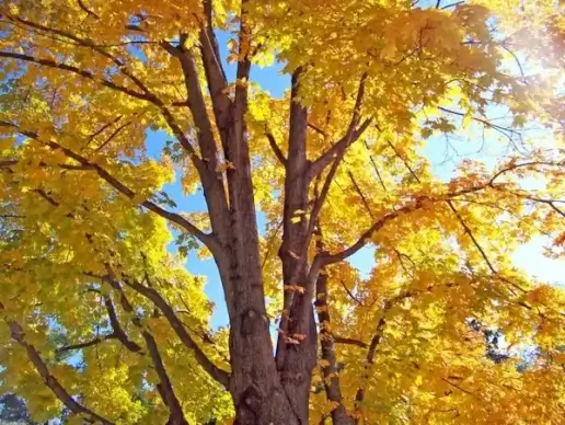 autumn leaves
