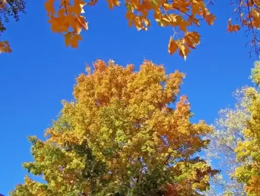 autumn leaves