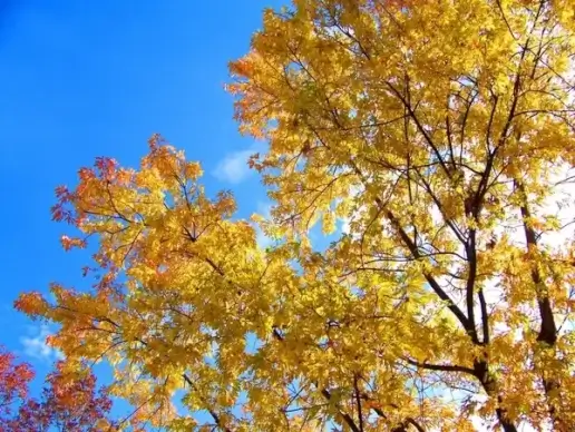 autumn leaves