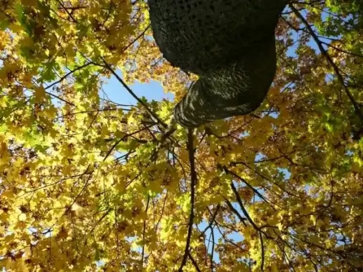autumn leaves