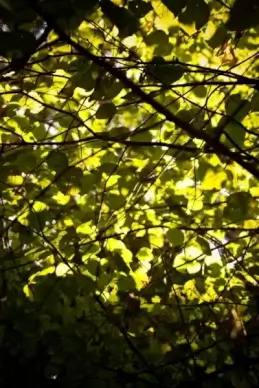 autumn leaves