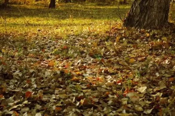 autumn leaves