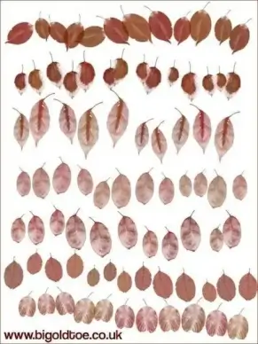 Autumn Leaves