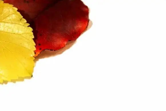 autumn leaves