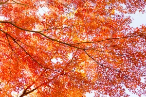 autumn leaves