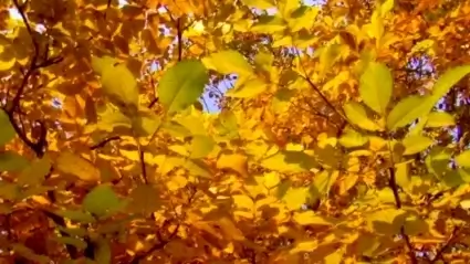 Autumn leaves