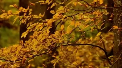 Autumn leaves