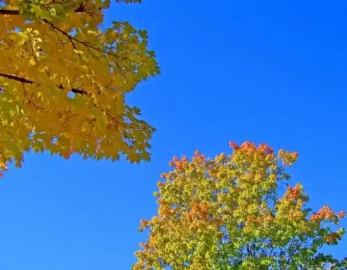 autumn leaves and blue sky