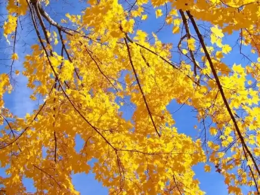 autumn leaves and blue sky
