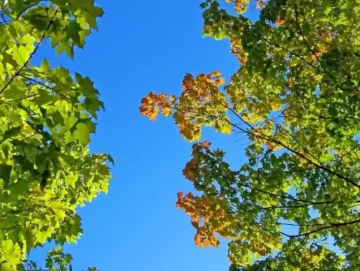 autumn leaves and blue sky