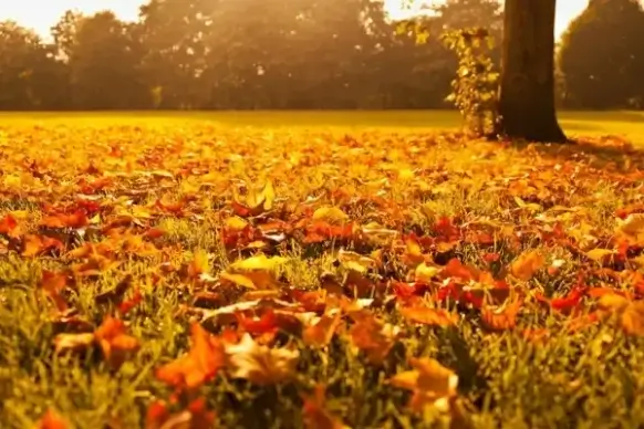 autumn leaves at sunset