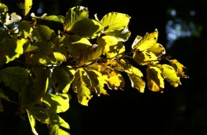 autumn leaves beech