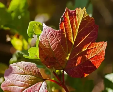 closeup of red leaves under sunlight