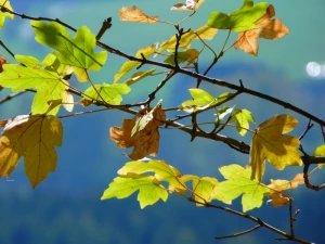 autumn leaves maple