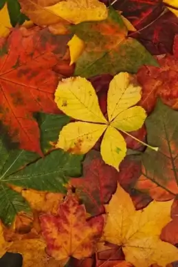 autumn leaves pattern
