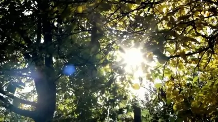 Autumn leaves time