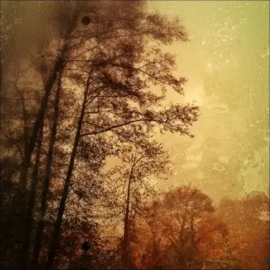 autumn leaves trees